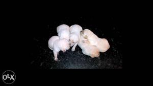 Five Yellow New Born Puppies