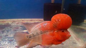 Flower Horn Fish SRD for Sale at Barrackpore