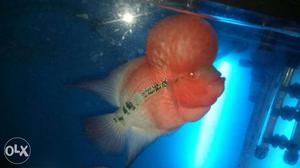 Flowerhorn...good health...