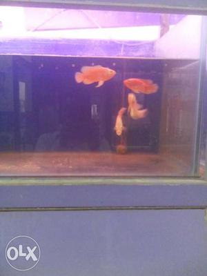 Four Aquarium Fish In Fish Tank