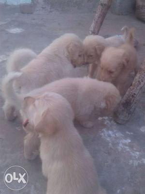 Four Golden Retriever Puppies Mix