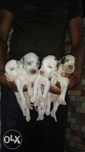 Four White And Black Short Coat Puppies