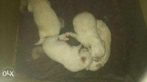 Four White Smooth Coated Newborn pomerarion Puppies