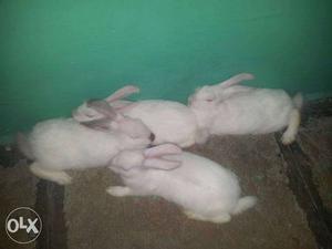 Four hi breed White Rabbits