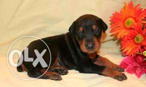 French kennel Female Rottweilar for mating male required.