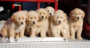 French kennel Golden retriever all top breeds quality