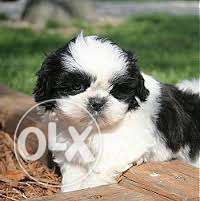French kennel Shih Tzu Puppies avable pure breed home