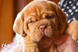 French kennel french mastiff Puppies avable pure breed home