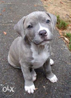 French kennel-in imported best to have PIT BULL puppies male