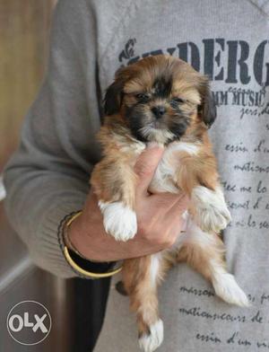 Full Long Hair Top Quality Lhasa Apso Male Pups