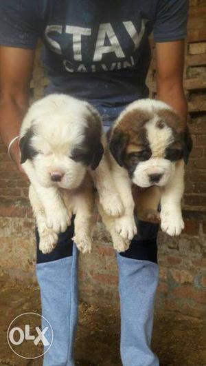 Full marking saint Bernard heavy puppies available