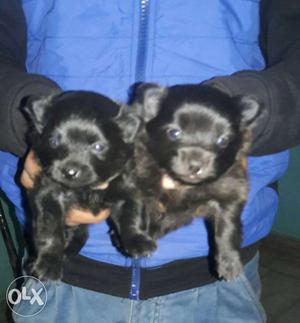 Fully Top Quality MALE Pom Excellent Quality Sell