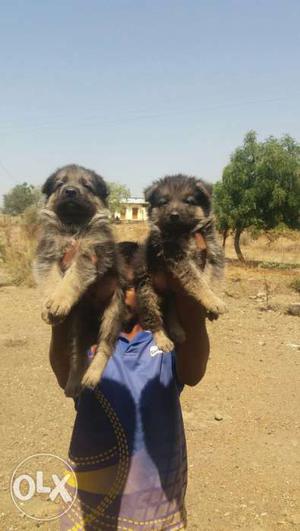 GSD 34 days papis for sell male , female 