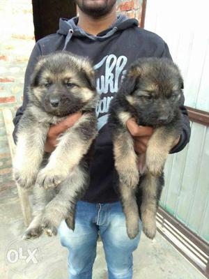 GSD PUPPYS - Show quality female