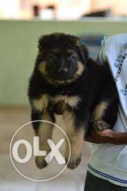 GSD Pups available at mr. dog pet shop gujar ki thadi