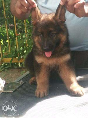 GSD healthy pup available contact no show in add open now
