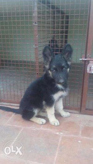GSD male puppy for sale