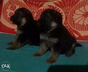 GSD pups available good looking contact no show in add