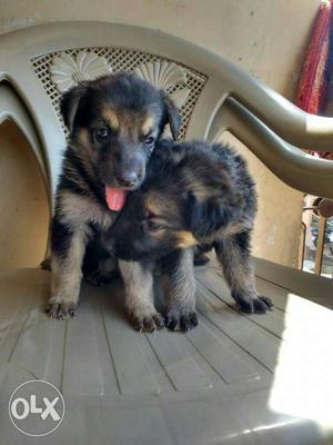 German Sheferd puppies One month Female.. Need to
