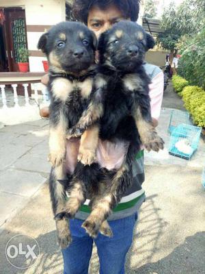 German Shepherd double coat puppies available all