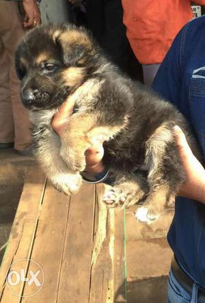 German Shepherd double coat puppies available for