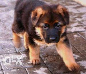German Shepherd male female pair available at Mr. Dog