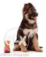 German Shepherd puppies available IN NEAR SAket metro delhi