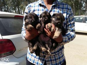 German Shepherd puppies available at Mr. dog pet shop