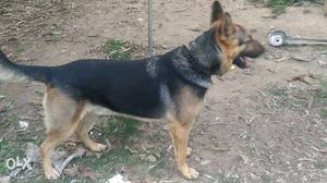 German shepard For mating Short coat, 3 years old