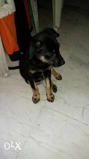 German sheperd mixed breed 2.5 months old giving for free