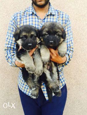 German shepherd cutes puppies in Jaipur call Mr.Dog