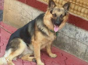German shepherd for sale or exchange with