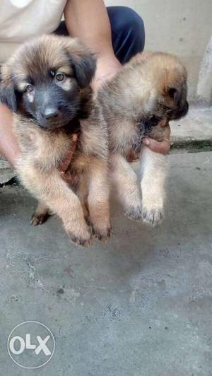 German shepherd puppies,double Bush coat,both
