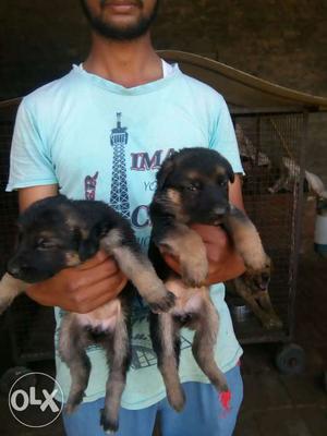 German shepherd puppies in jaipur contact mr. dog