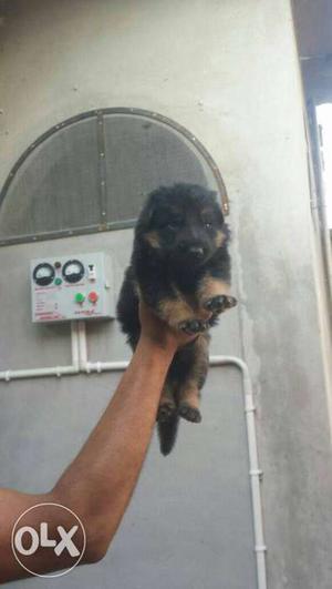 German shepherd puppy available here
