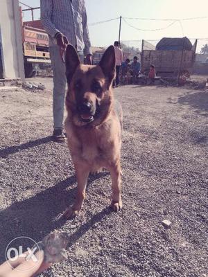 Germane shepherd Female imported line 2.5 yrs