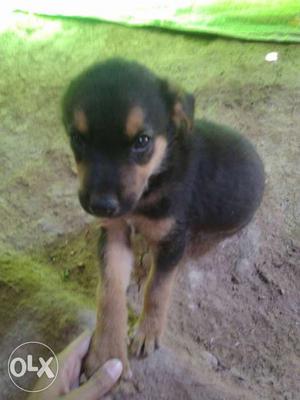 Gerrman shefered Male puppy cute and healthy 2 months old