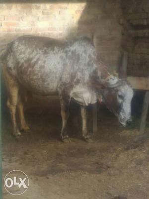 Gir cow 12kg milk yield and obediently