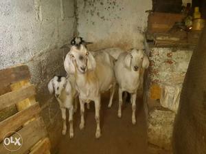 Goats for sale big goat is 4 years old and
