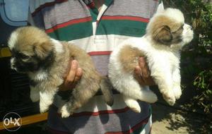 Golden Cute looking Lhasa Apso pups! Vasai powai bandra
