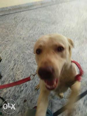 Golden Labrador pure Breed Almost 1 Year Old call on no. for