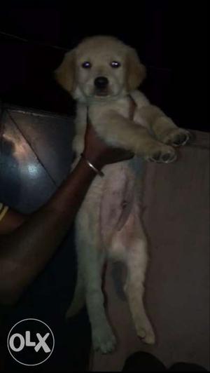 Golden Retriver male puppy for sale only 16k full