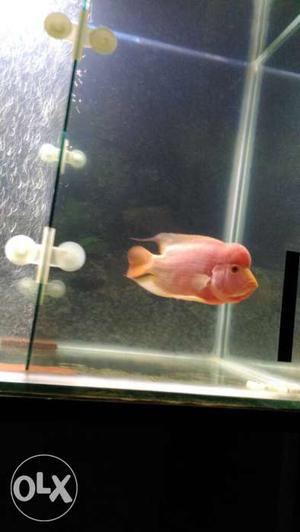 Golden base Flowerhorn fish healthy and