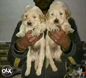 Golden retriever familiar puppies available sure