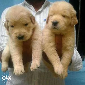 Golden retriever gorgeous puppies male 