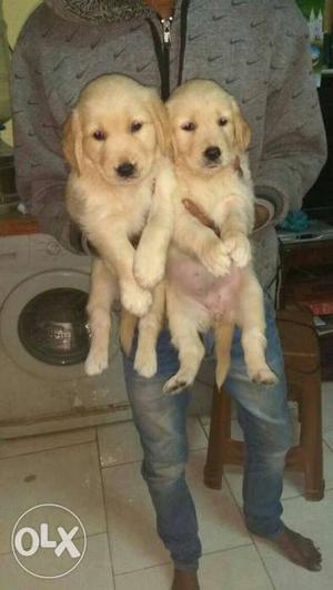Golden retriever heavy and healthy puppies show