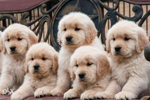 Golden retriever pupps for sale at sam kennel in top quality