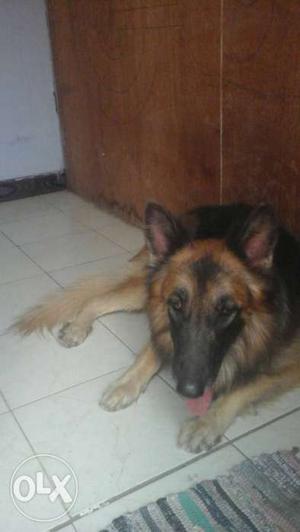Good Gsd male mating rs  only-/