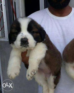 Good Quality St Bernerd Dog Puppy Available