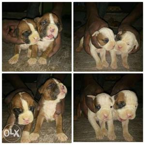 Good quality Boxer puppies
